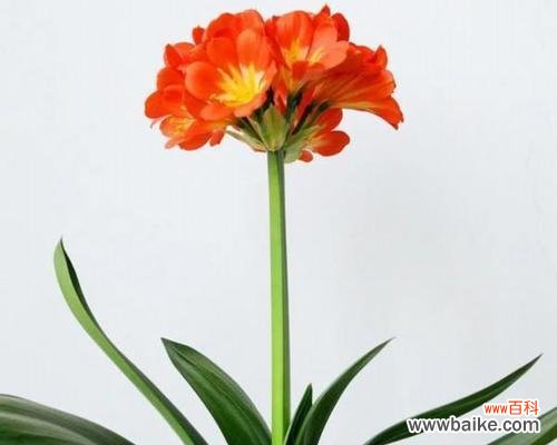 揭示花朵背后的奋斗精神与力量 奋斗之花