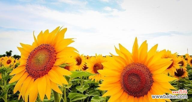 揭示花朵背后的奋斗精神与力量 奋斗之花