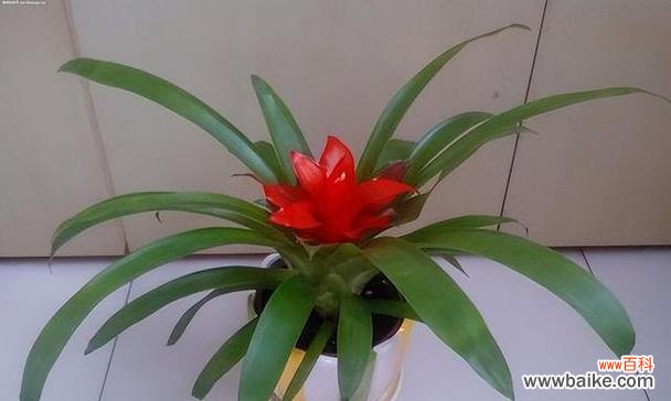 盛开着财富与好运的花朵 带来发财好运的花，你不可错过的幸运符