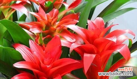 盛开着财富与好运的花朵 带来发财好运的花，你不可错过的幸运符