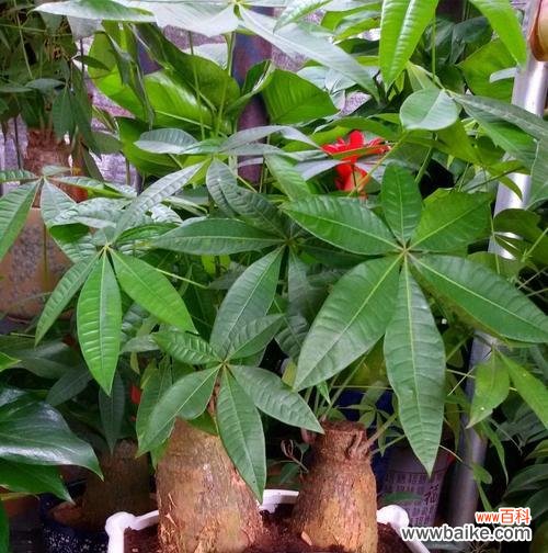 传说中的发财花 花开发财,富贵到来