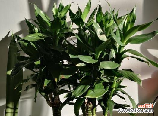 传说中的发财花 花开发财,富贵到来