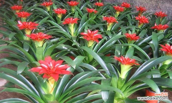 传说中的发财花 花开发财,富贵到来