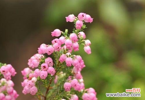 探寻孤独花的内心世界 孤独花的寂寞世界