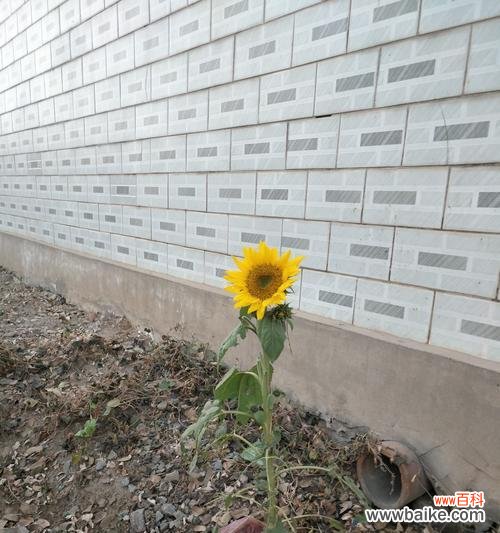 探寻孤独花的内心世界 孤独花的寂寞世界