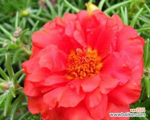 以花朵表达喜庆和祝福的深刻含义 恭喜的花语及其象征意义