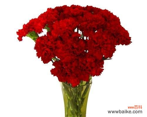 以花朵表达喜庆和祝福的深刻含义 恭喜的花语及其象征意义