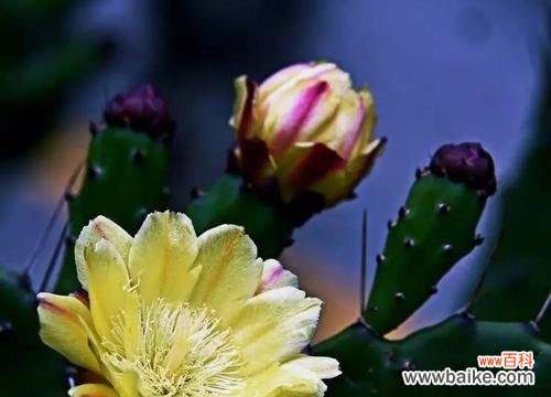 冷艳 高冷的花语——揭秘高冷花卉背后的内涵