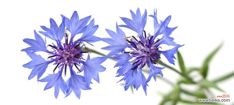 冷艳 高冷的花语——揭秘高冷花卉背后的内涵