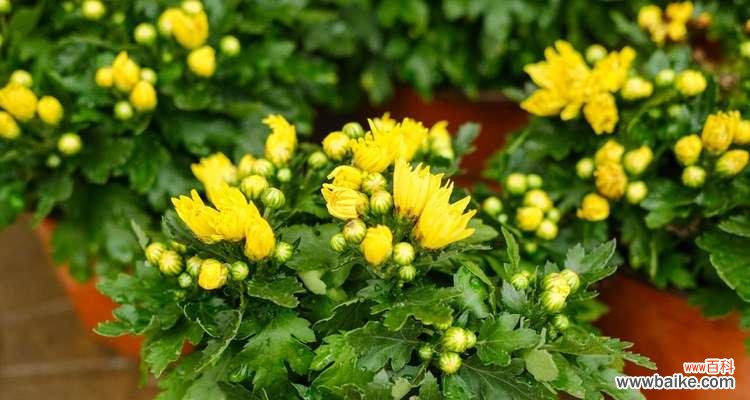 高洁的花 高洁之花