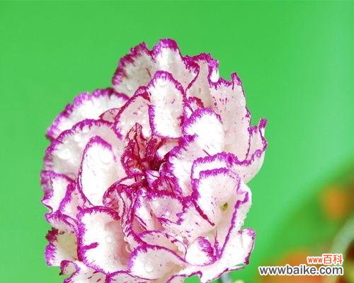 以花语表达感激心意 用花语传达感恩之情