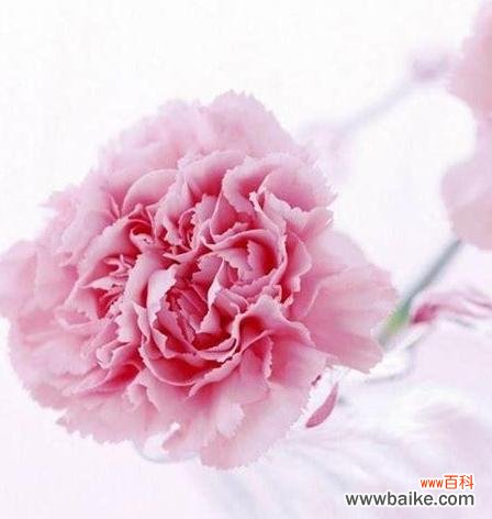 以花语表达感激心意 用花语传达感恩之情