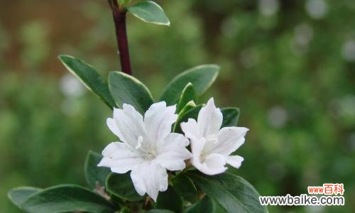夏日盛放的白色芬芳 六月雪的花语