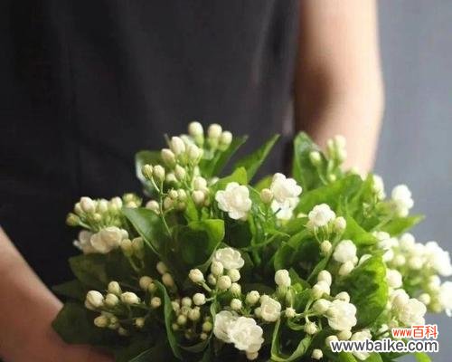 探索六月菊的象征与内涵 六月菊花语与人生意义