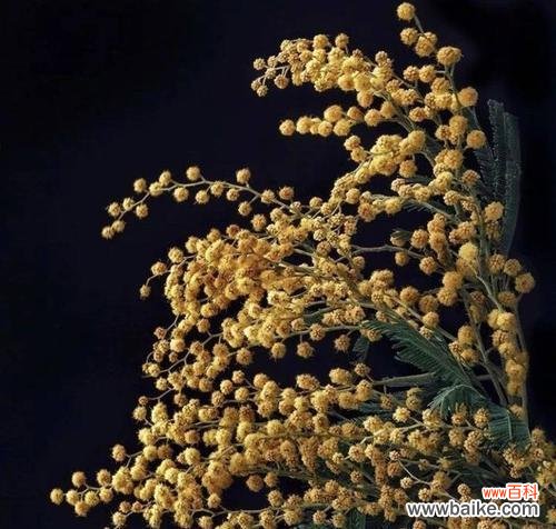 探索六月菊的象征与内涵 六月菊花语与人生意义