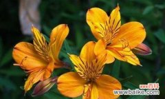 花语与情感的交汇点 以六出花的花语