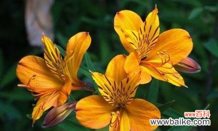 花语与情感的交汇点 以六出花的花语