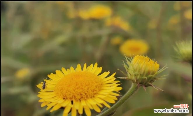 花开凝望 六月菊，别离中的坚守