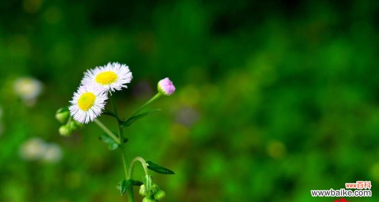 花开凝望 六月菊，别离中的坚守