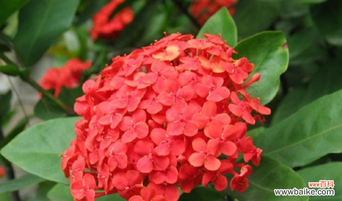 揭开龙船花语的花朵密码和文化内涵 龙船花语