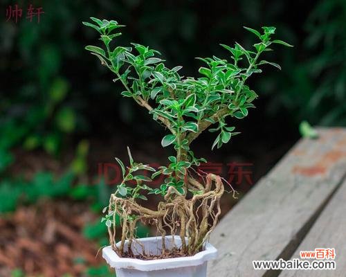 六月雪盆景的生长特点及寓意探析 六月雪盆景