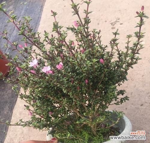 探寻六月雪花的美妙之处 六月雪花语——夏日中的奇迹