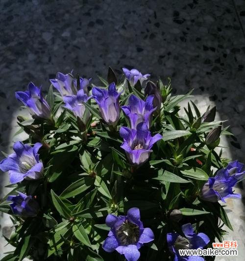 揭示龙胆花的花语和象征意义 龙胆花的花语和象征意义