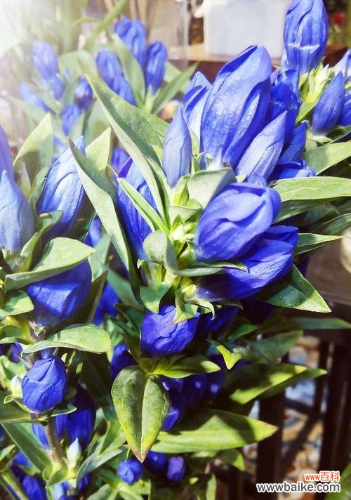 用龙胆花的花语理解你的忧伤情绪 龙胆花的花语