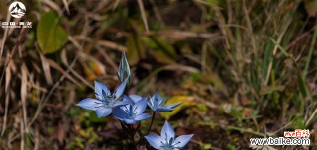 用龙胆花的花语理解你的忧伤情绪 龙胆花的花语