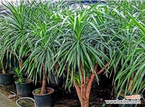 探索龙血树的意义与象征 龙血树——生命的坚韧与希望