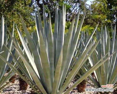 探索龙舌兰花作为象征的深层内涵 龙舌兰花的寓意及象征意义