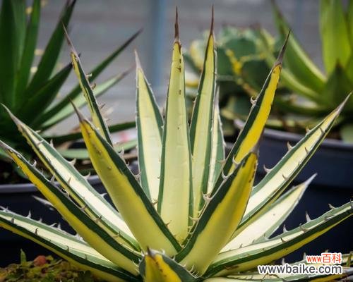 探索龙舌兰花作为象征的深层内涵 龙舌兰花的寓意及象征意义