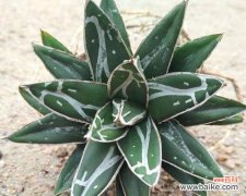 探寻龙舌兰的神奇之处 龙舌兰的花语与传说