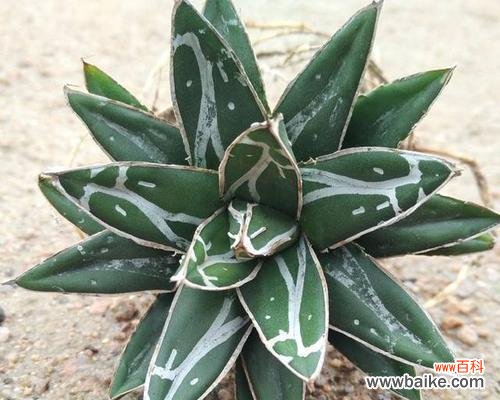 探寻龙舌兰的神奇之处 龙舌兰的花语与传说