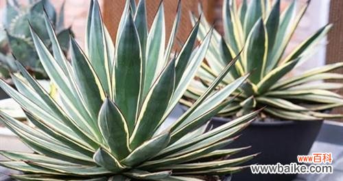 探寻龙舌兰的神奇之处 龙舌兰的花语与传说