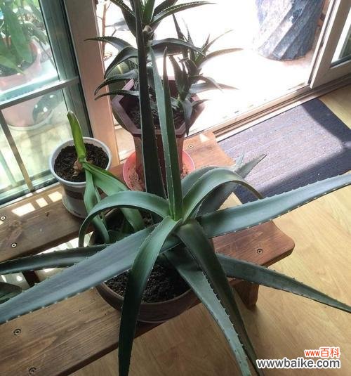 探寻龙舌兰的神奇之处 龙舌兰的花语与传说