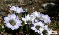 探寻龙胆花的花语与意义 龙胆花语的奥秘