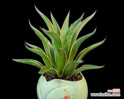 揭秘龙舌兰花的神秘意义 龙舌兰花语的意义与传承