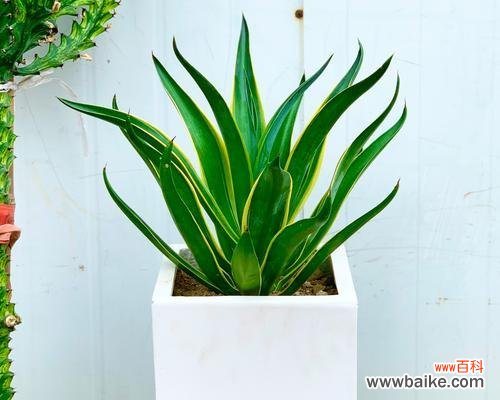 探索龙舌兰所蕴含的丰富寓意 龙舌兰