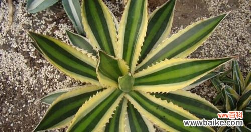 探索龙舌兰所蕴含的丰富寓意 龙舌兰