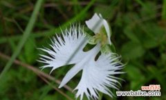 揭秘鹭草花语的神秘之美 鹭草的传说与花语