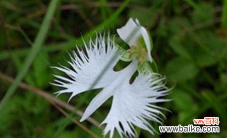 揭秘鹭草花语的神秘之美 鹭草的传说与花语