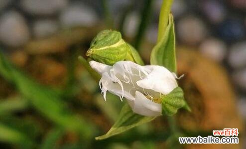 揭秘鹭草花语的神秘之美 鹭草的传说与花语