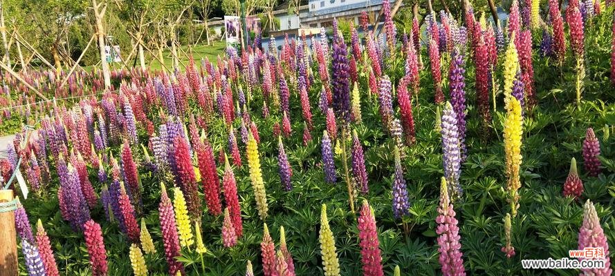 探寻鲁冰花花语的深层含义 鲁冰花花语的象征意义——生命之美