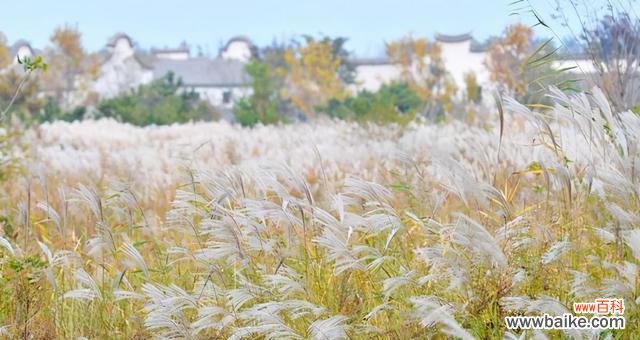 探寻芦苇的神秘与实用 芦苇的花语与用途