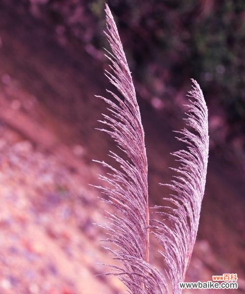 探寻芦苇的神秘与实用 芦苇的花语与用途