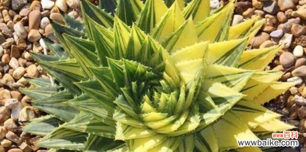 探寻芦荟花的隐含含义 芦荟花语与其意义