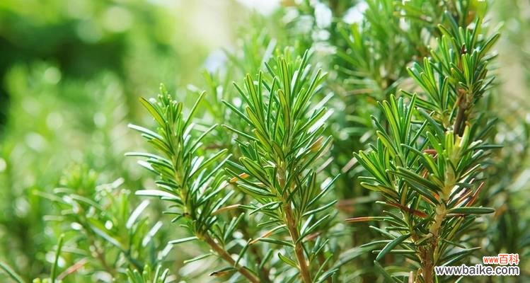 以象征自律的植物为例 植物中的自律力量