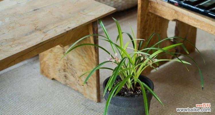 以象征自律的植物为例 植物中的自律力量