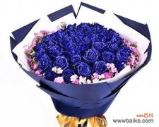 蓝色非洲菊的花语与寓意 深情蓝色非洲菊，散发美丽的花语